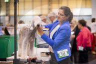 FEATURE - Birmingham: Crufts die Hundeshow - Das grosse Styling