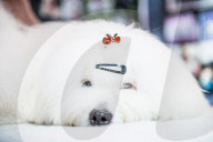 FEATURE - Birmingham: Crufts die Hundeshow - Warten auf den Auftritt