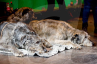 FEATURE - Birmingham: Crufts die Hundeshow - Warten auf den Auftritt