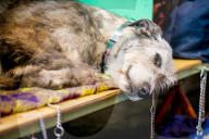 FEATURE - Birmingham: Crufts die Hundeshow - Warten auf den Auftritt