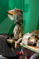 FEATURE - Birmingham: Crufts die Hundeshow - Warten auf den Auftritt