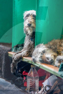 FEATURE - Birmingham: Crufts die Hundeshow - Warten auf den Auftritt