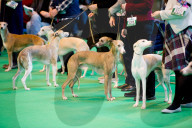 FEATURE - Birmingham: Crufts die Hundeshow - Warten auf den Auftritt