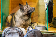 FEATURE - Birmingham: Crufts die Hundeshow - Warten auf den Auftritt