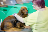 FEATURE - Birmingham: Crufts die Hundeshow - Warten auf den Auftritt