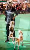 FEATURE - Birmingham: Crufts die Hundeshow - Warten auf den Auftritt