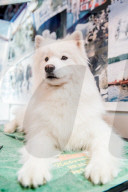 FEATURE - Birmingham: Crufts die Hundeshow - Warten auf den Auftritt