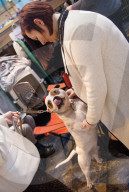 FEATURE - Birmingham: Crufts die Hundeshow - Warten auf den Auftritt