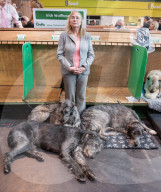 FEATURE - Birmingham: Crufts die Hundeshow - Warten auf den Auftritt
