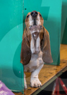 FEATURE - Birmingham: Crufts die Hundeshow - Warten auf den Auftritt