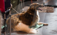 FEATURE - Birmingham: Crufts die Hundeshow - Warten auf den Auftritt