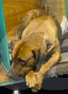 FEATURE - Birmingham: Crufts die Hundeshow - Warten auf den Auftritt