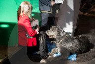 FEATURE - Birmingham: Crufts die Hundeshow - Warten auf den Auftritt