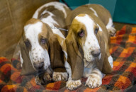 FEATURE - Birmingham: Crufts die Hundeshow - Warten auf den Auftritt