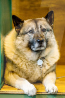 FEATURE - Birmingham: Crufts die Hundeshow - Warten auf den Auftritt