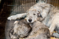 FEATURE - Birmingham: Crufts die Hundeshow - Warten auf den Auftritt