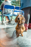 FEATURE - Birmingham: Crufts die Hundeshow - Warten auf den Auftritt