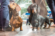 FEATURE - Birmingham: Crufts die Hundeshow - Warten auf den Auftritt