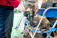 FEATURE - Birmingham: Crufts die Hundeshow - Warten auf den Auftritt