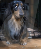 FEATURE - Birmingham: Crufts die Hundeshow - Warten auf den Auftritt