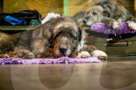 FEATURE - Birmingham: Crufts die Hundeshow - Warten auf den Auftritt