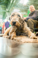 FEATURE - Birmingham: Crufts die Hundeshow - Warten auf den Auftritt