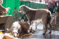 FEATURE - Birmingham: Crufts die Hundeshow - Warten auf den Auftritt