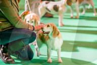 FEATURE - Birmingham: Crufts die Hundeshow - Warten auf den Auftritt