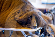 FEATURE - Birmingham: Crufts die Hundeshow - Warten auf den Auftritt
