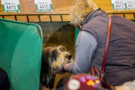 FEATURE - Birmingham: Crufts die Hundeshow - Warten auf den Auftritt