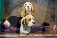FEATURE - Birmingham: Crufts die Hundeshow - Warten auf den Auftritt
