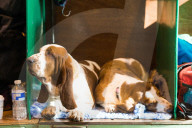 FEATURE - Birmingham: Crufts die Hundeshow - Warten auf den Auftritt