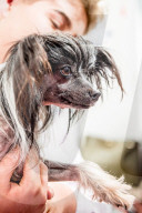 FEATURE - Birmingham: Crufts die Hundeshow - Warten auf den Auftritt