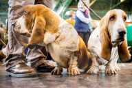 FEATURE - Birmingham: Crufts die Hundeshow - Warten auf den Auftritt