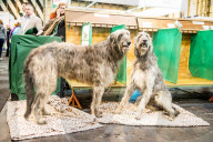 FEATURE - Birmingham: Crufts die Hundeshow - Warten auf den Auftritt