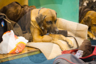 FEATURE - Birmingham: Crufts die Hundeshow - Warten auf den Auftritt
