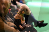 FEATURE - Birmingham: Crufts die Hundeshow - Warten auf den Auftritt