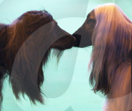 FEATURE - Birmingham: Crufts die Hundeshow - Warten auf den Auftritt