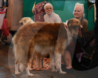 FEATURE - Birmingham: Crufts die Hundeshow - Warten auf den Auftritt