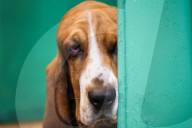 FEATURE - Birmingham: Crufts die Hundeshow - Warten auf den Auftritt