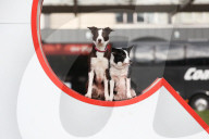 FEATURE - Birmingham: Crufts die Hundeshow - Warten auf den Auftritt