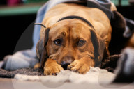 FEATURE - Birmingham: Crufts die Hundeshow - Warten auf den Auftritt