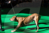 FEATURE - Birmingham: Crufts die Hundeshow - Warten auf den Auftritt