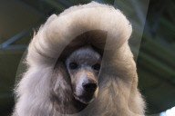 FEATURE - Birmingham: Crufts die Hundeshow - Toupierte Pudeldame