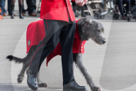 PEOPLE -  London: Kate und William an der Irish Guards St Patrick's Day Parade