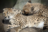FEATURE - Frühling im Zoo von Kralove