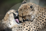 FEATURE - Frühling im Zoo von Kralove