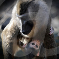 FEATURE - Frühling im Zoo von Kralove