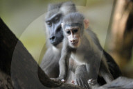 FEATURE - Frühling im Zoo von Kralove