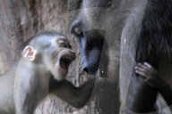 FEATURE - Frühling im Zoo von Kralove